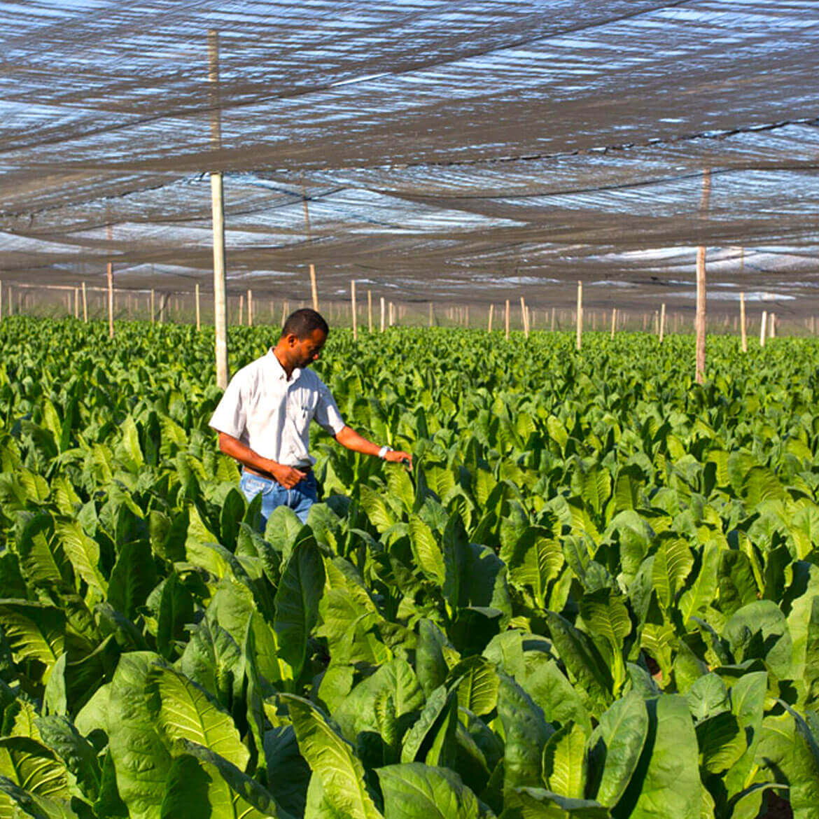 DANNEMANN - tobacco agronom in tobacco plantage